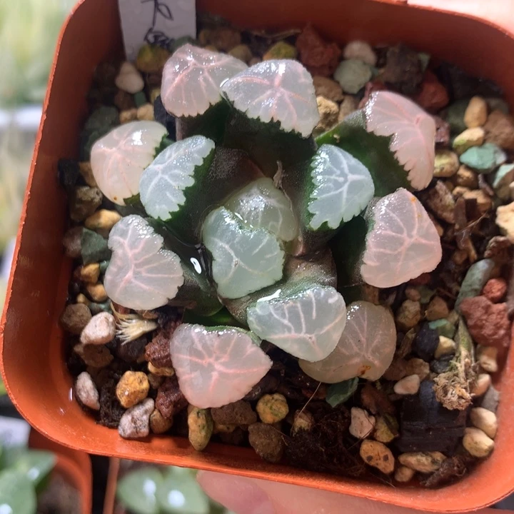 春雷万象一物一拍