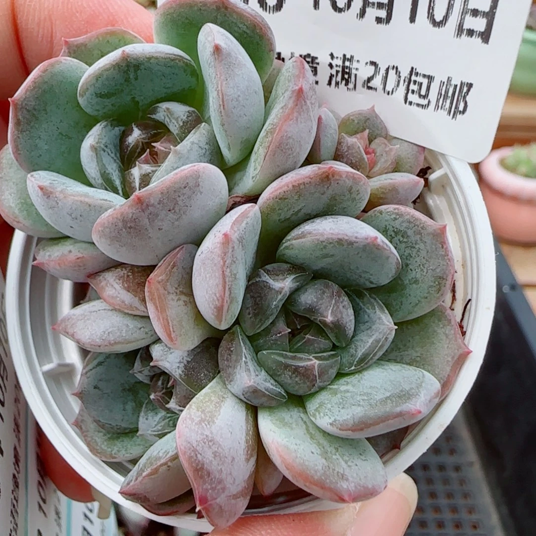 花语逸镜1009-350白恋