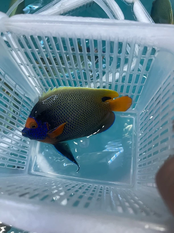 海水鱼蓝面15包装运费到付