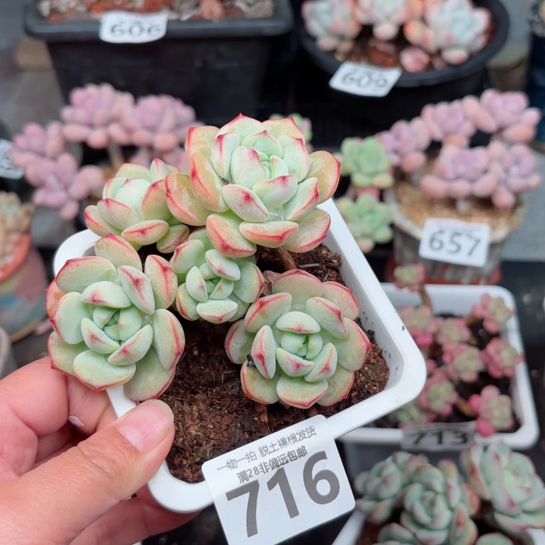 香草老桩无盆土发货