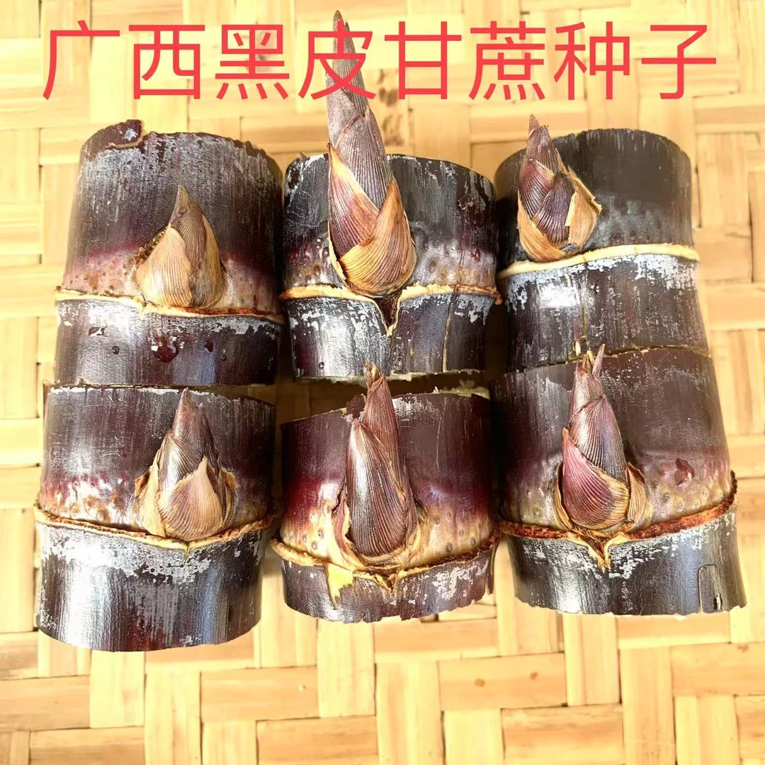 广西黑皮甘蔗种子南方北方种植带芽孢易成活空地花园盆栽好打理