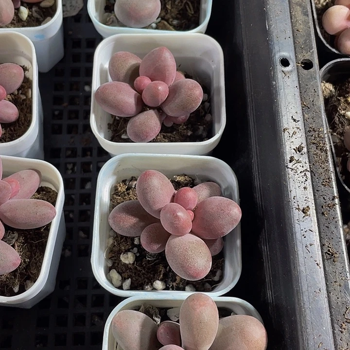 单头糖果带盆土发