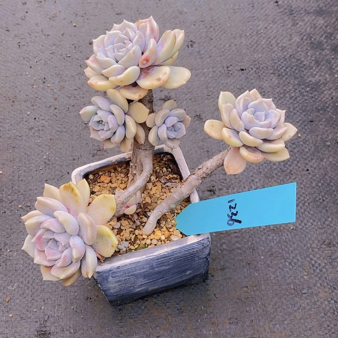 1236多肉植物老桩