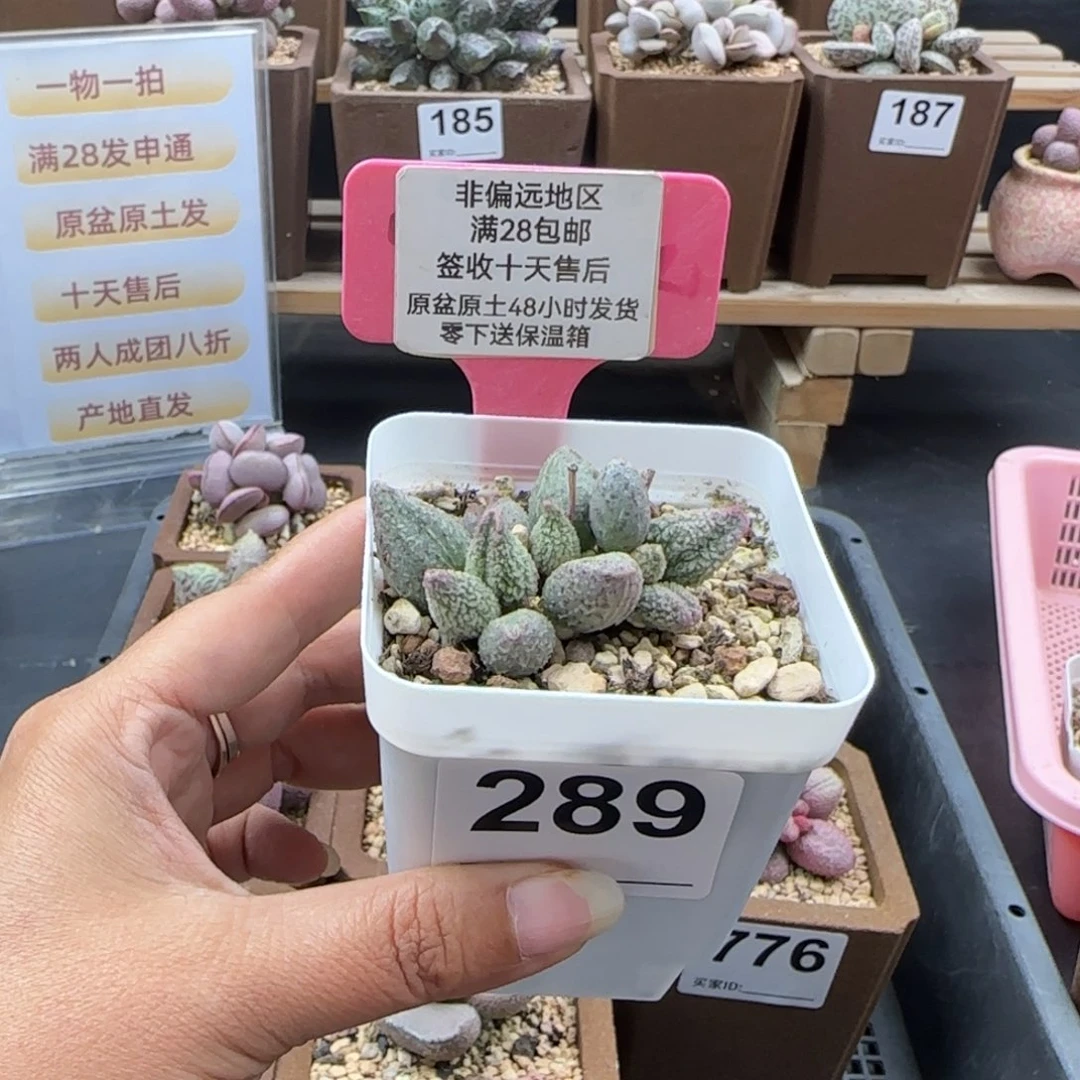 三***玉289翡翠哈莫杂多肉植物