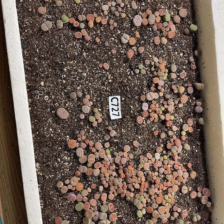 生石花整框脱土发货不售后