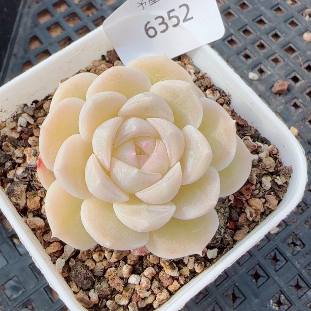 孤月珍妮，6352多肉植物