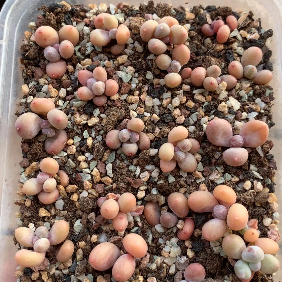 珠光蛋黄奶瑕疵不售后