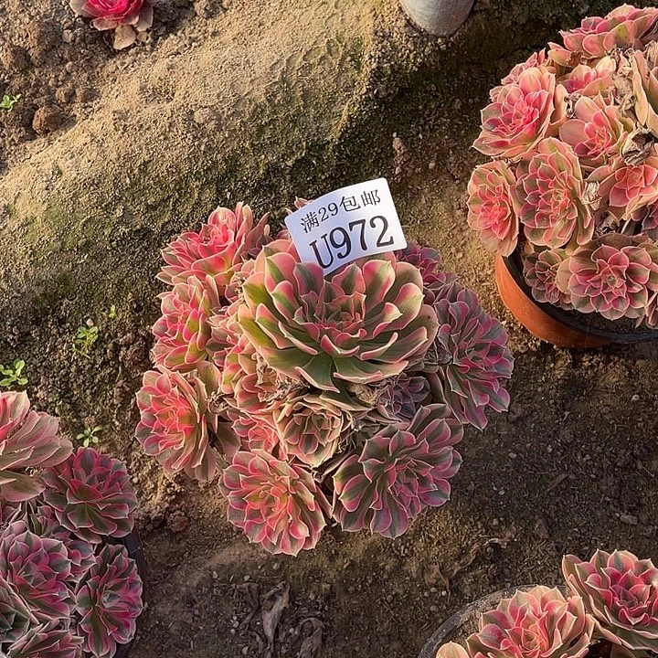 972粉女巫   多肉植物