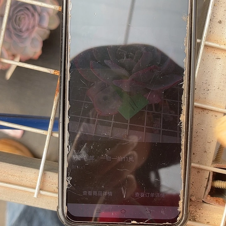 凤***两单包邮，一物一拍11凤