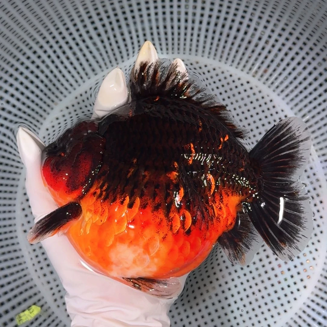 金鱼类不分公母17