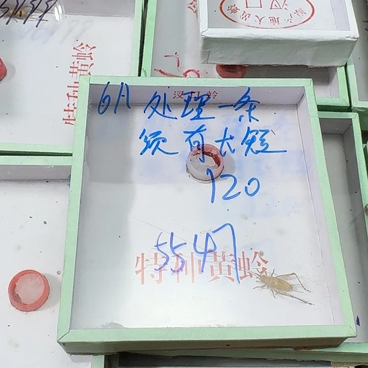 斗***圣蟋蟀2222222222222oo