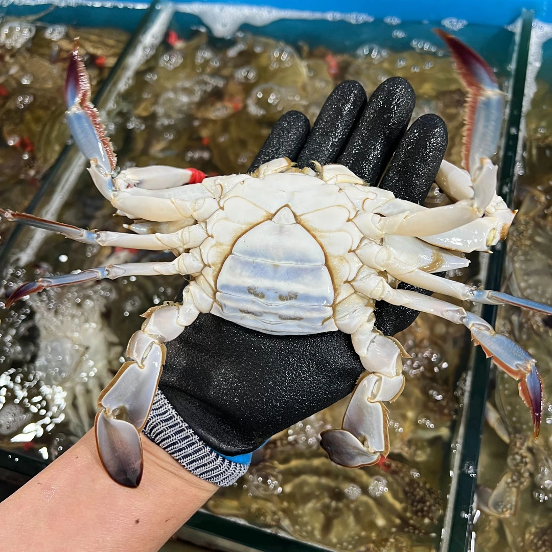 【保鲜不保活】唐山本地梭子蟹肉母蟹3斤 单只2.5-3.5两 顺丰包邮