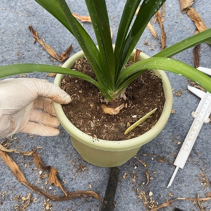 无花朵朱顶红安吉拉4+剪叶脱土发货