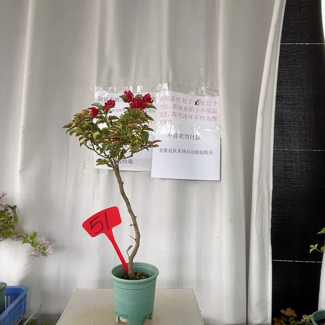 当前无花栽培后可以开花51金边花叶红