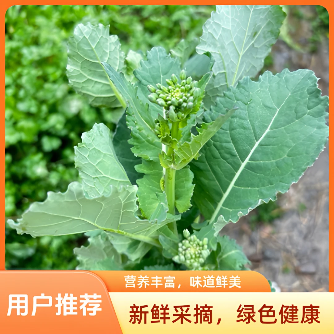 广西桂林露天新鲜油菜苔农家自种青菜苔绿色健康蔬菜现摘现发