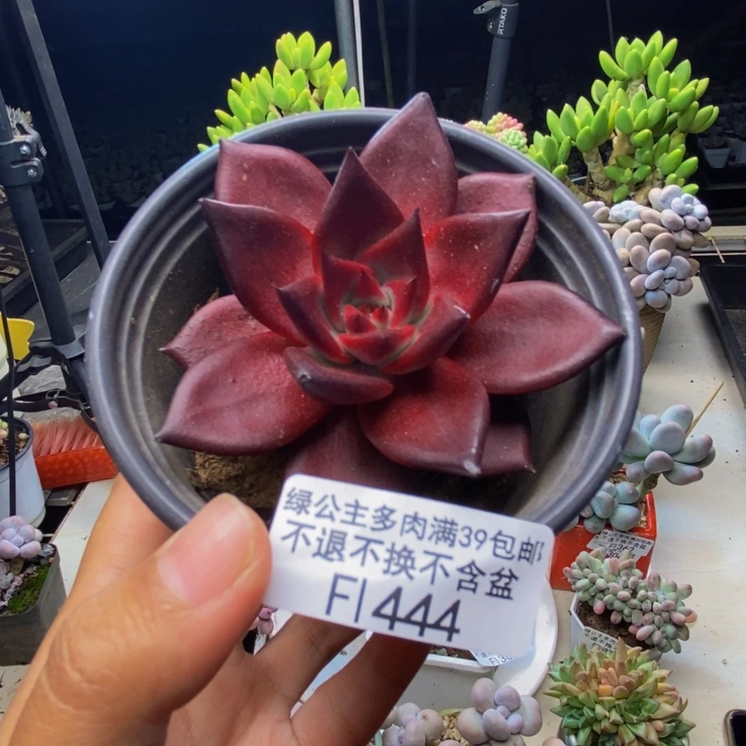 444罗宾仙子多肉6cm