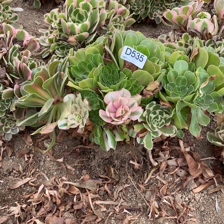 535粉女郎多肉植物