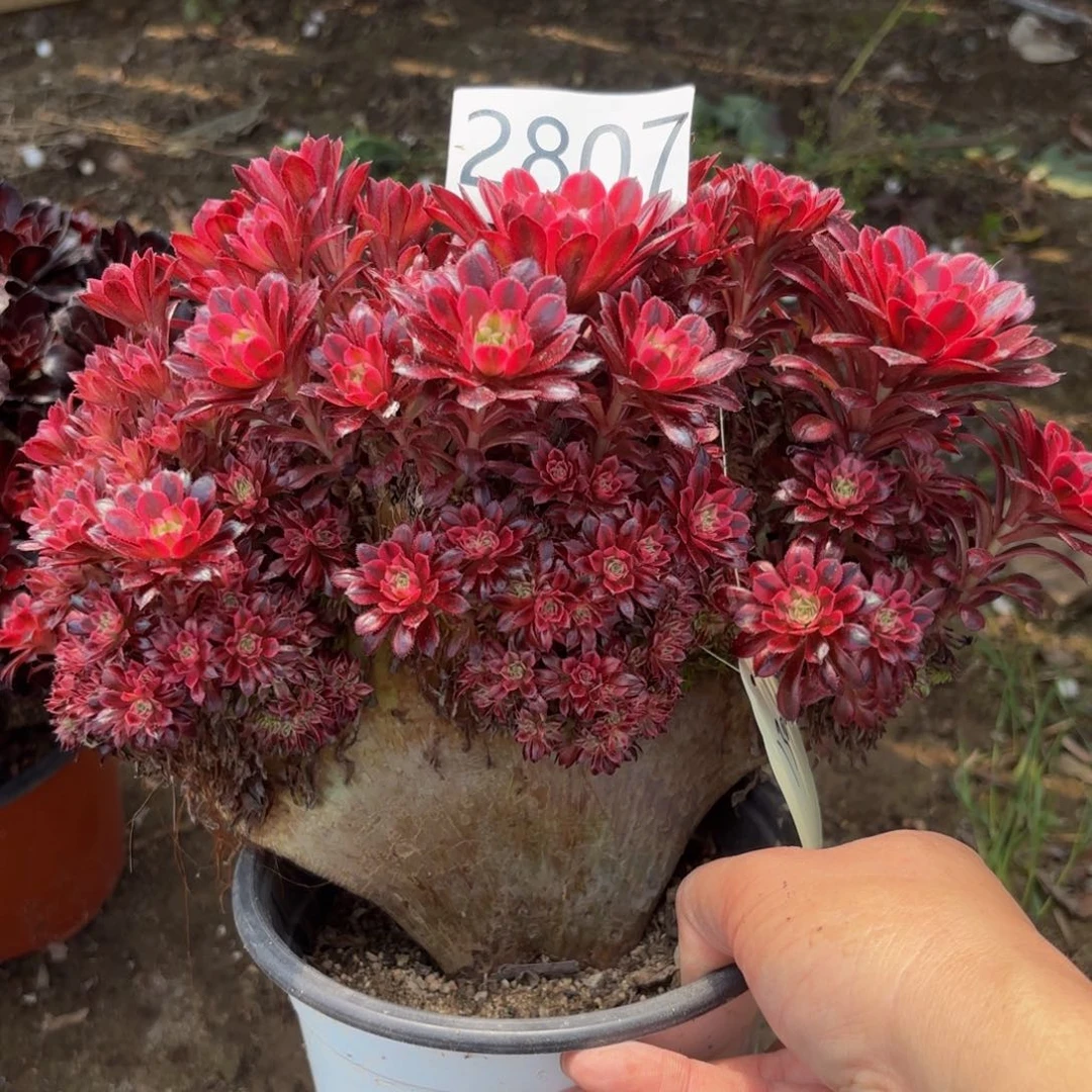 2807多肉植物铜壶锦缀