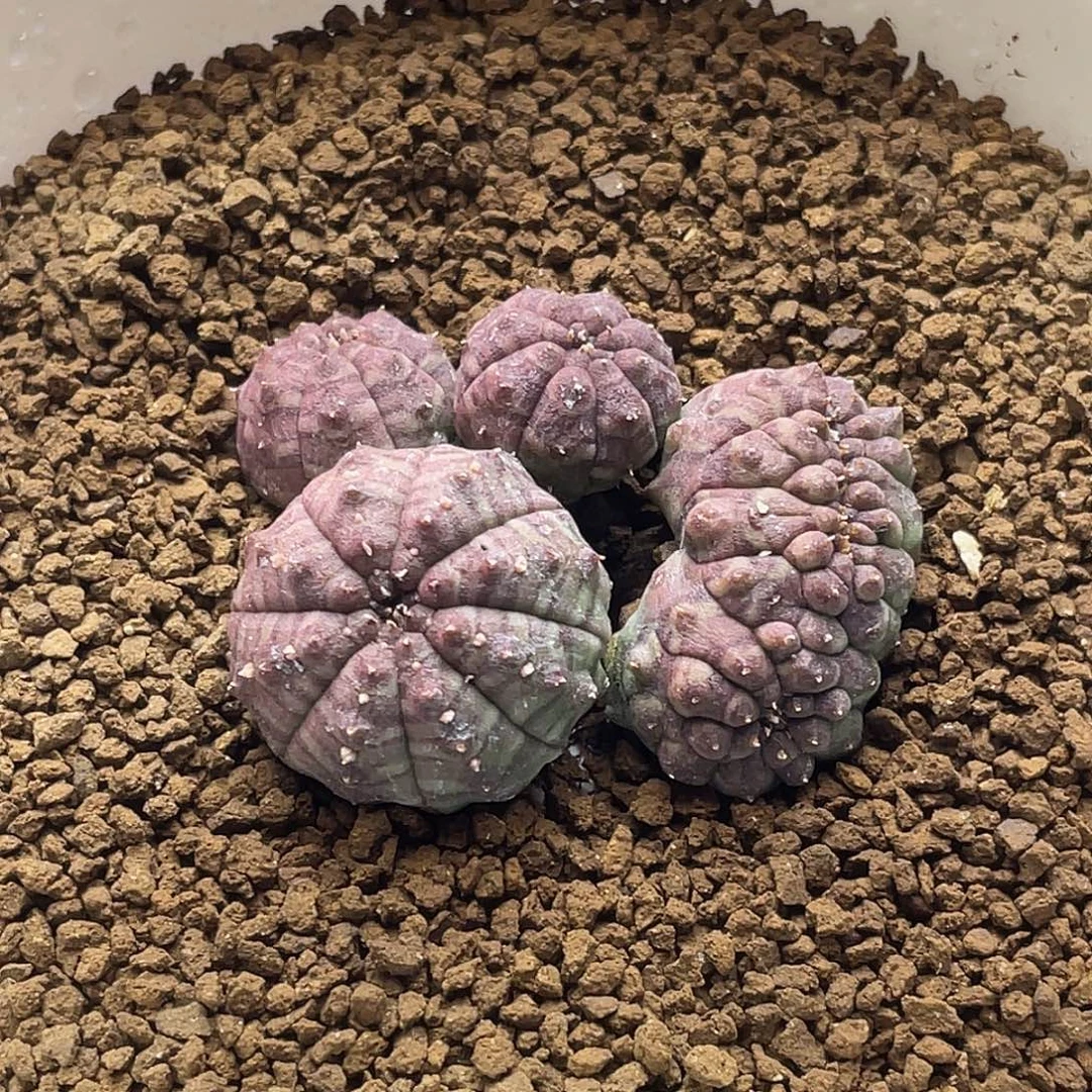 紫皮龟甲布纹球缀化