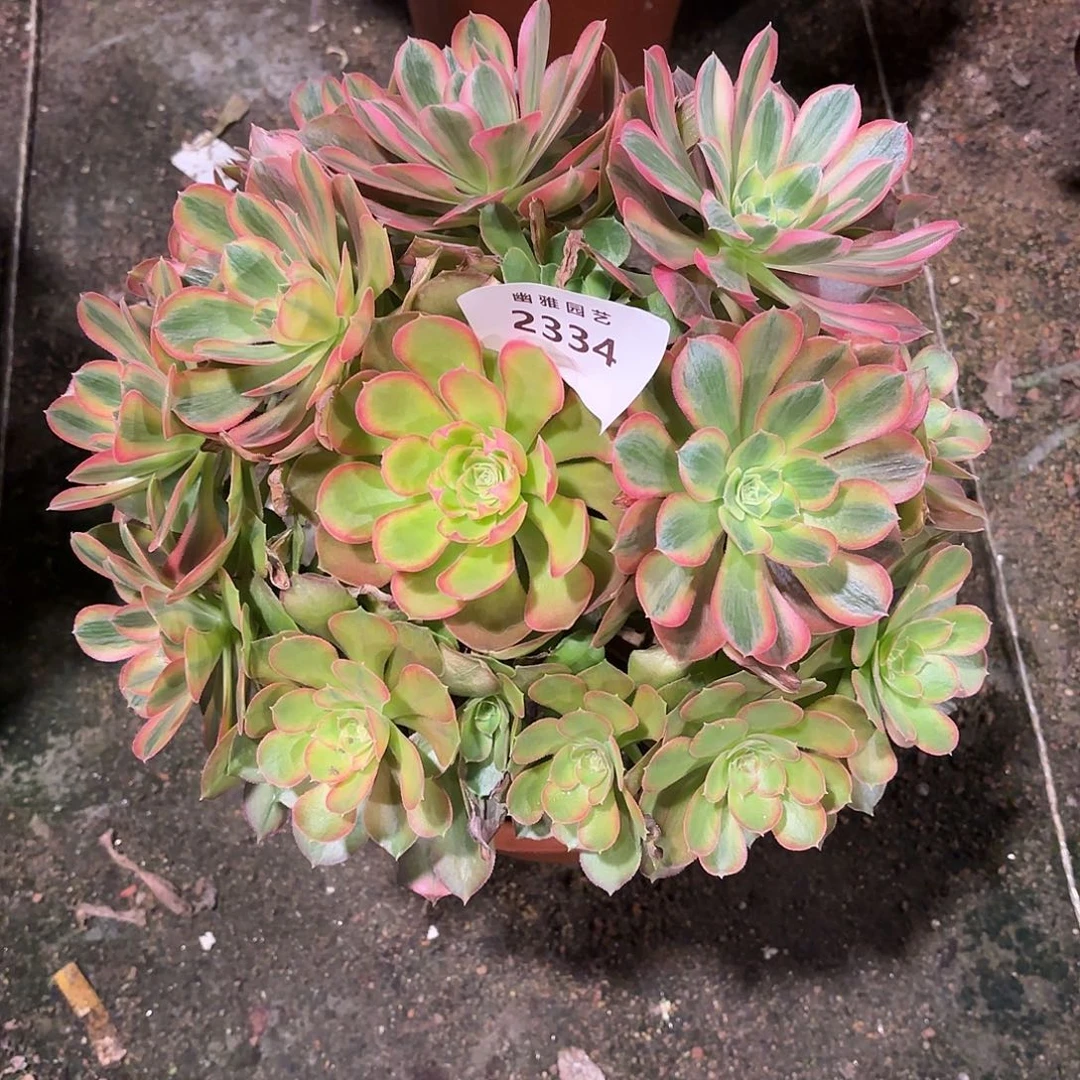 多肉法师雅典那2334