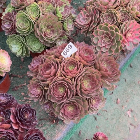 紫***兰669桃花石朵朵多肉
