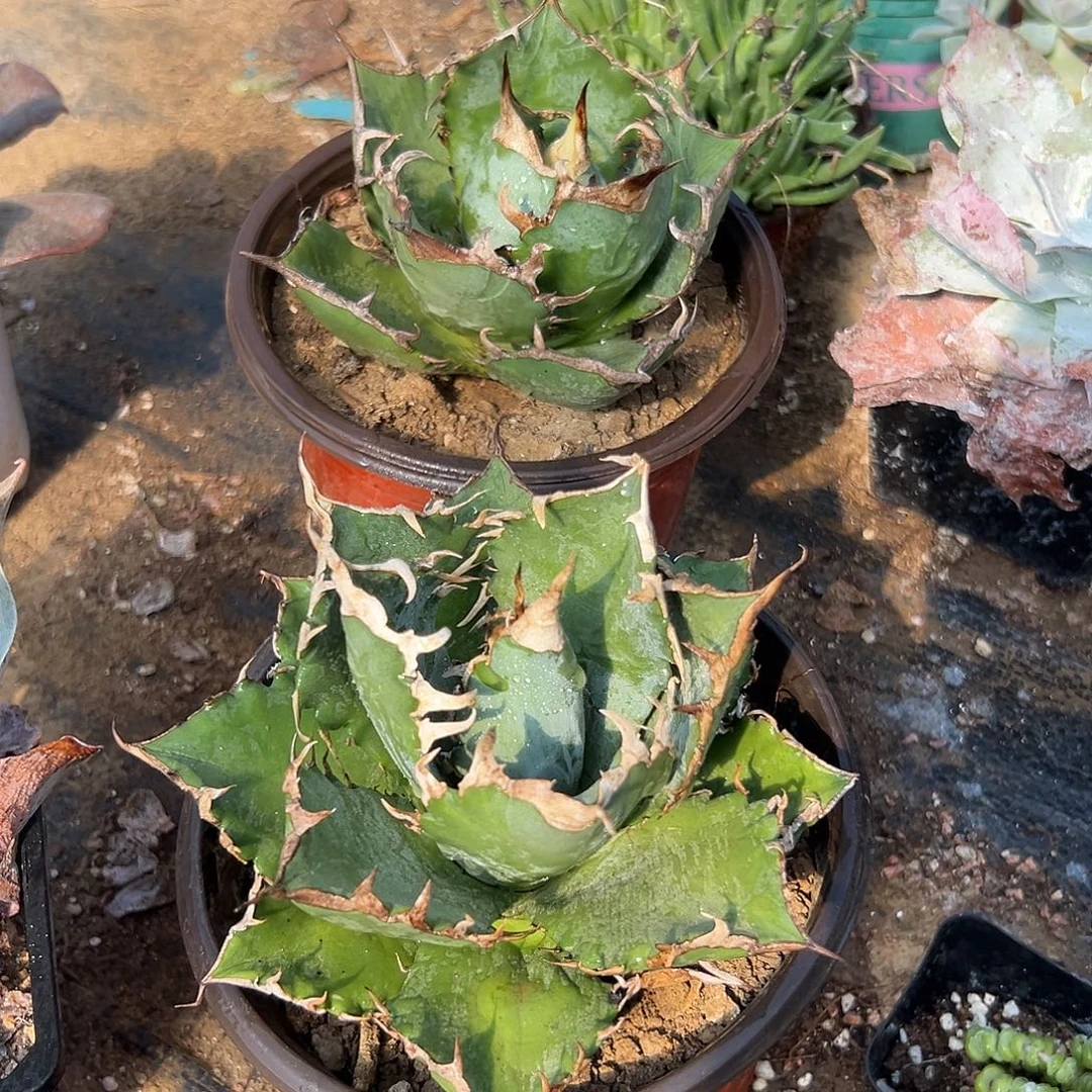 多肉植物两颗龙舌兰