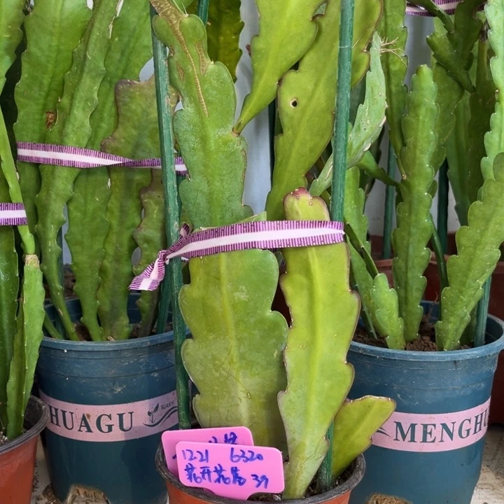 当前无花栽培后可以开花花**落娜塔莎