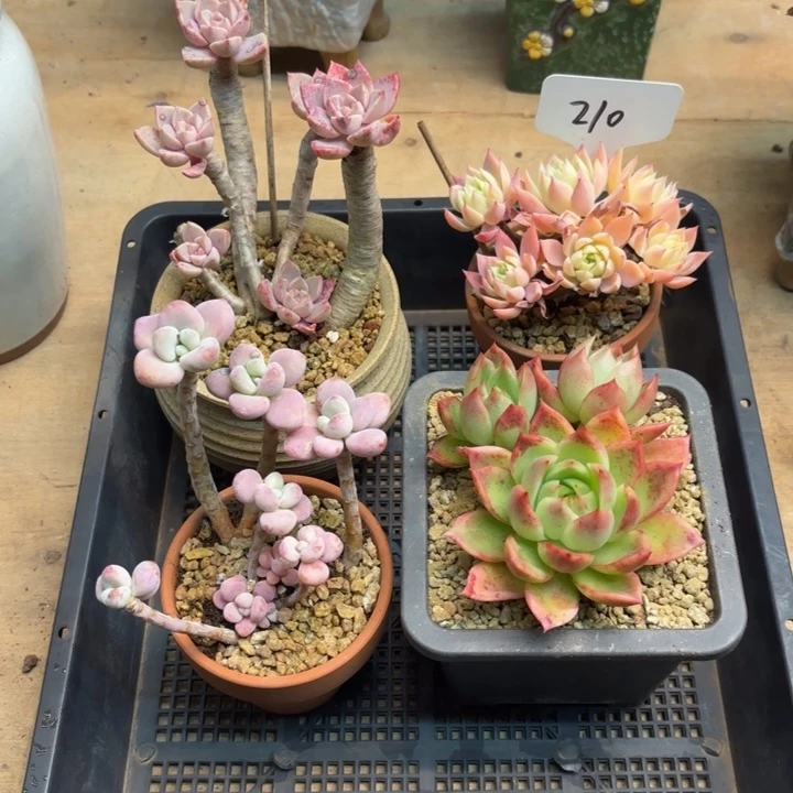 多肉植物，多肉一组210号