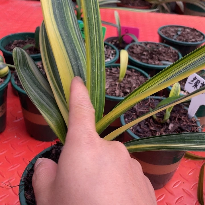 完全开放君子兰四季开花稀释甲醛