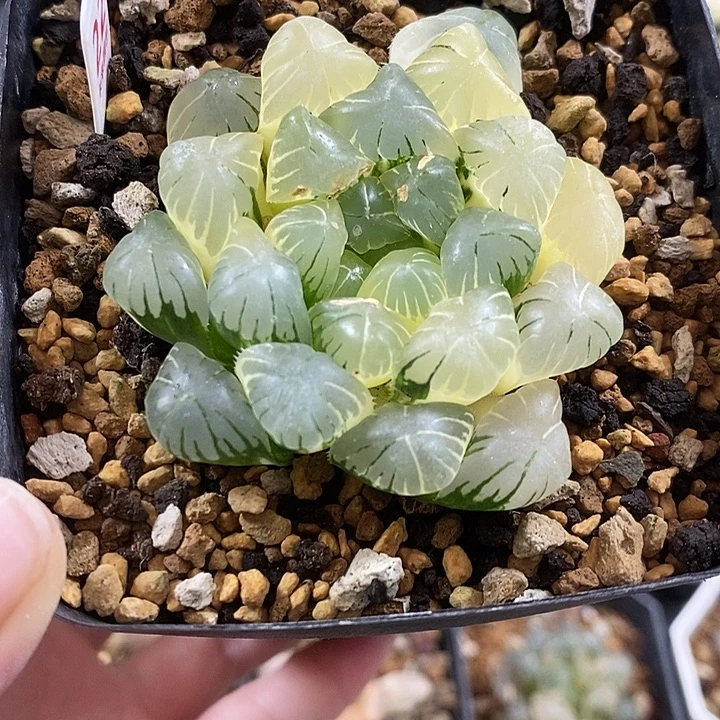22实生湖水玉露锦一物一拍