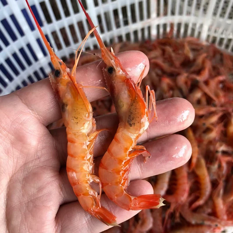 【莫小鱼中号红虾】超低温速冻发货石浦海鲜东海海捕海虾红虾台湾红