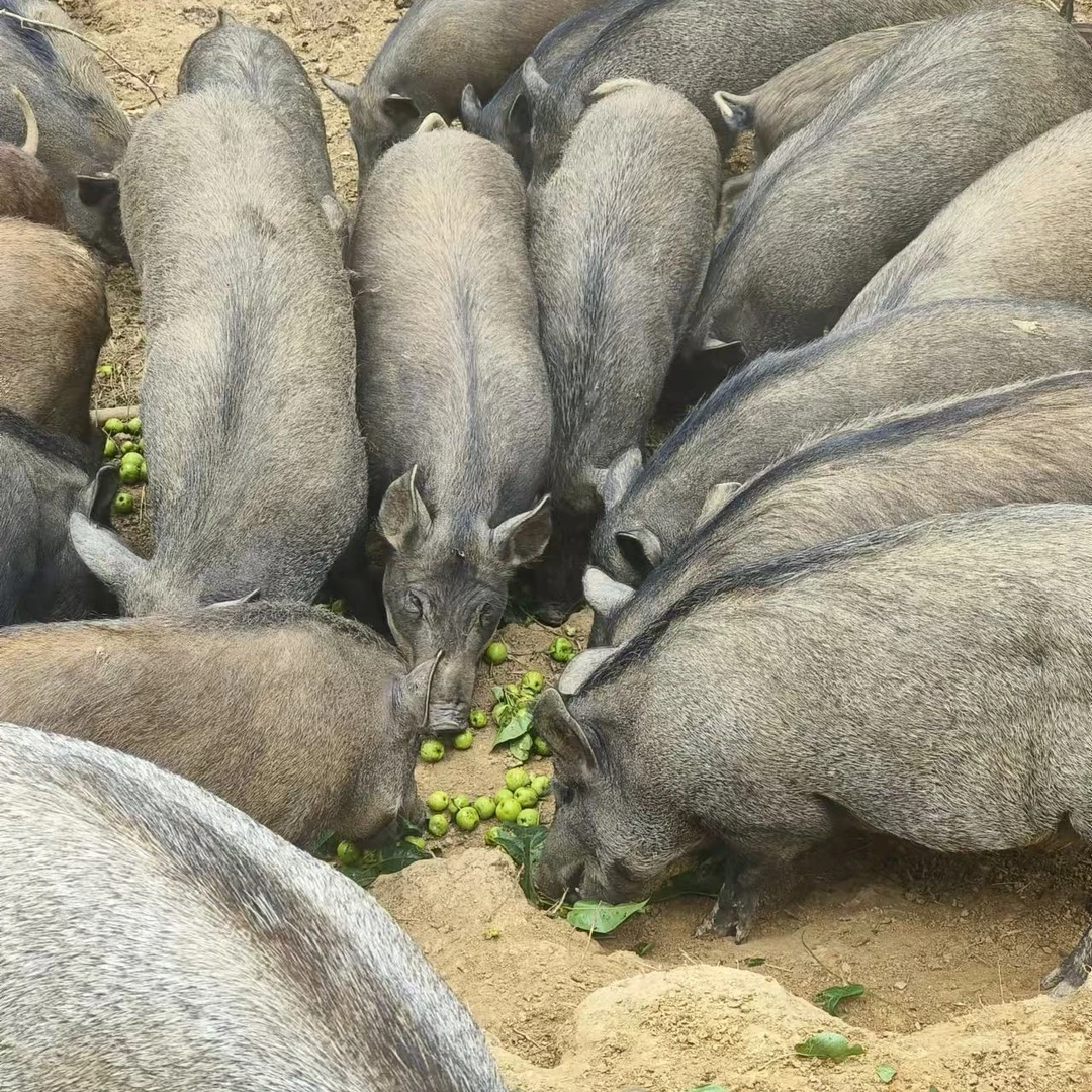大山放养野二代跑山猪猪肉