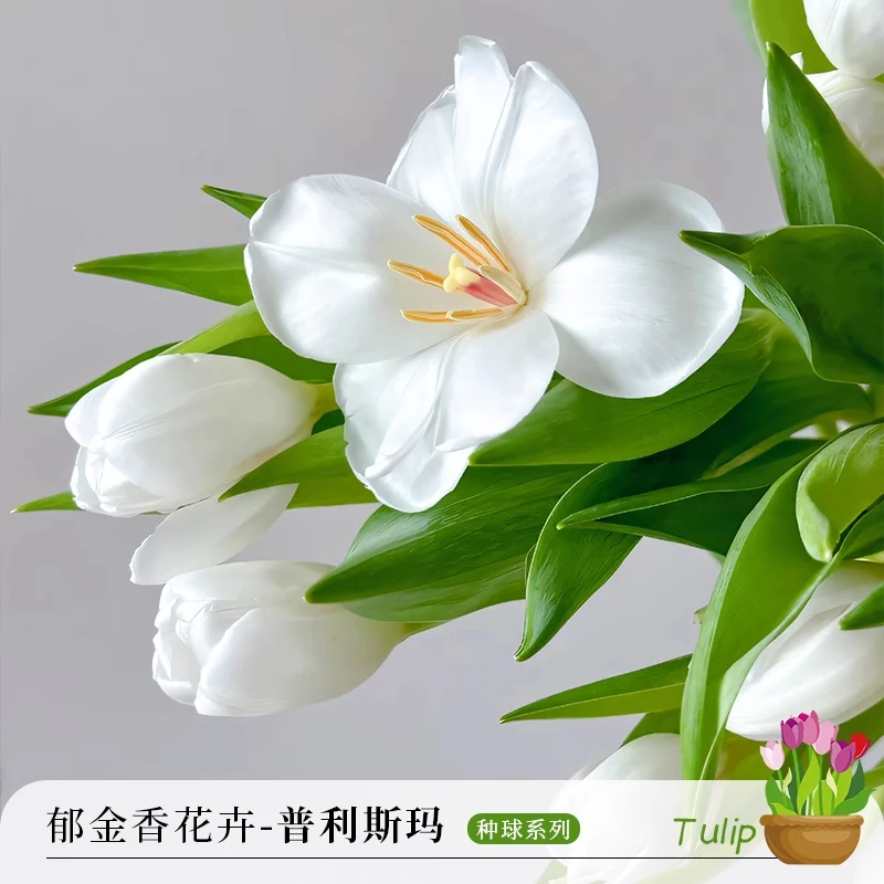 进口郁金香种球带芽5度球水培四季开花室内外阳台水土养盆栽耐寒