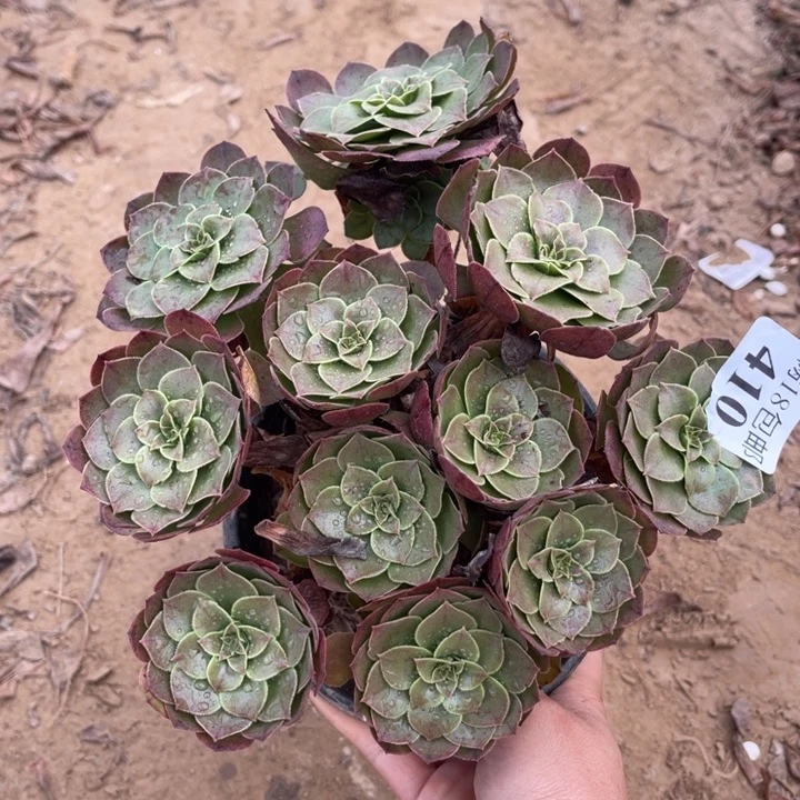 410沙拉碗绣球1号棚