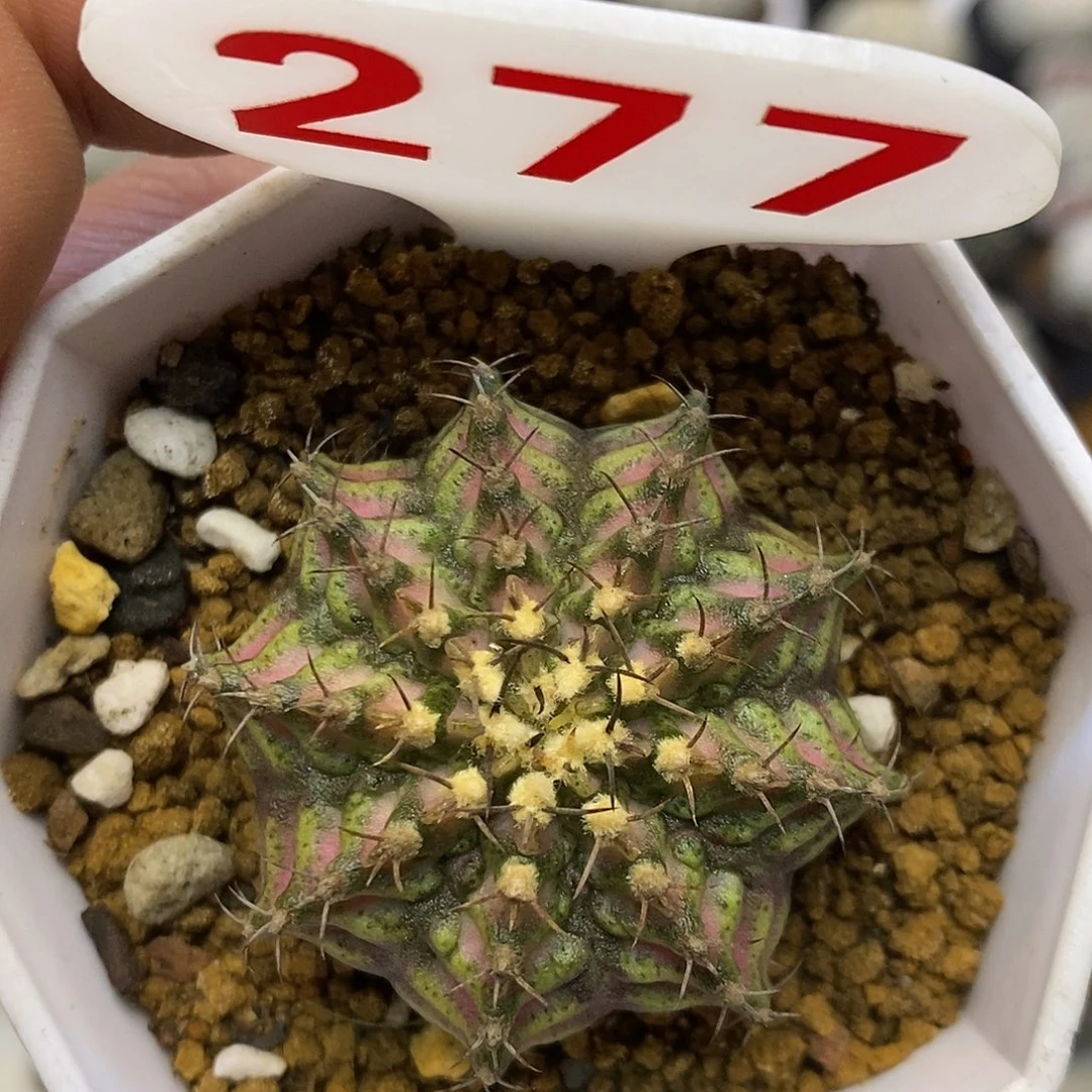 277海神特价来了哦吼吼