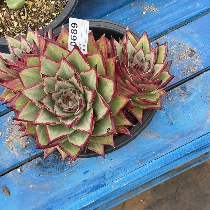 若如东云单拍D689