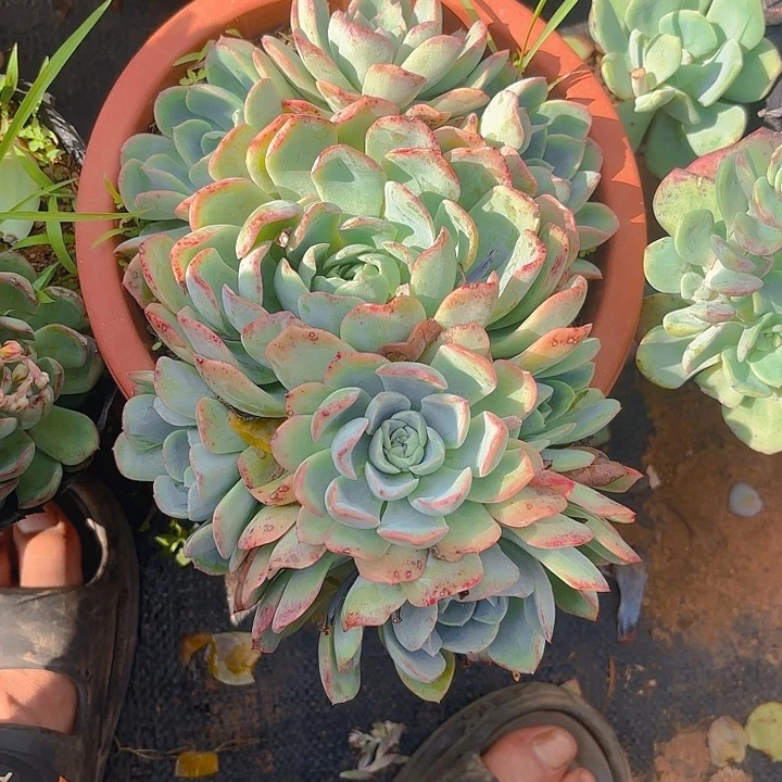 多肉植物。。。。。。。。。。。。。。