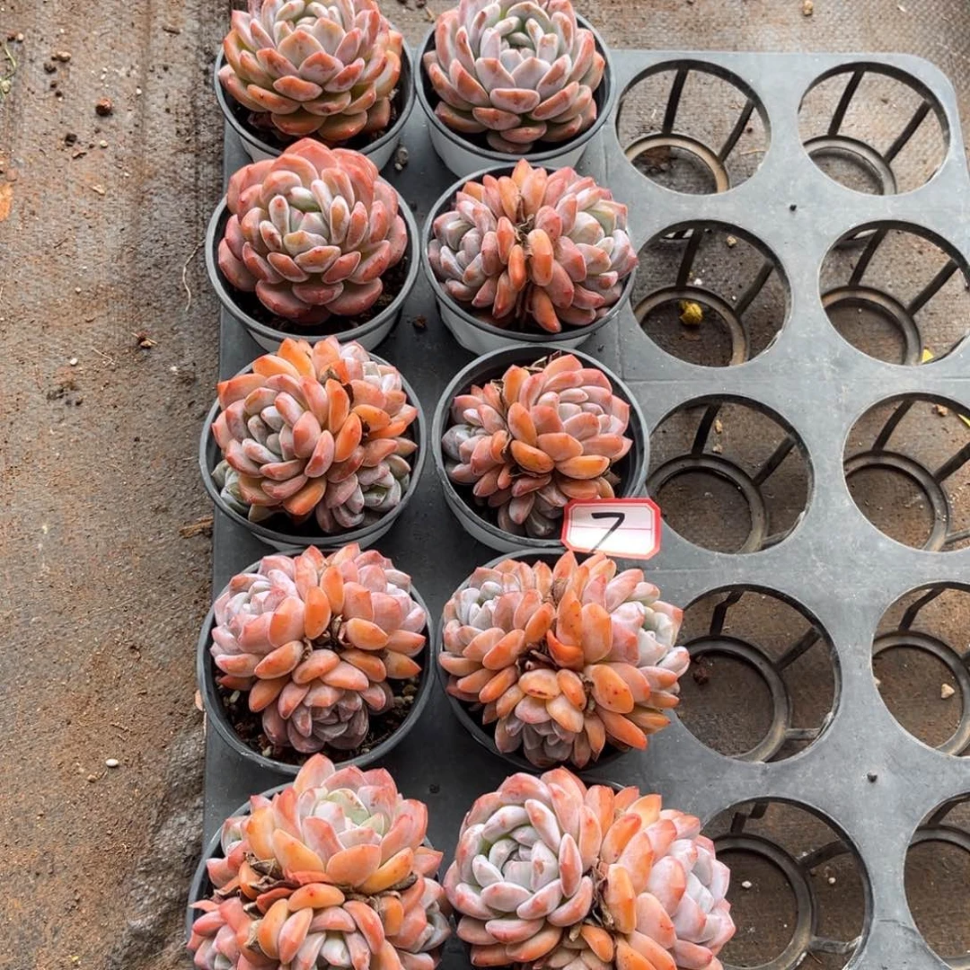 7号新疆西藏内蒙古不包邮