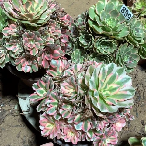 899三颗法师多肉植物