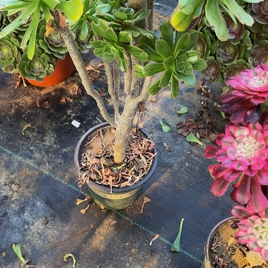 刚**…绿法师法师999999