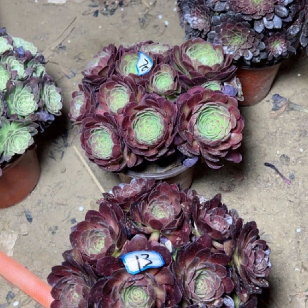 【闪购商品】多肉植物两个13