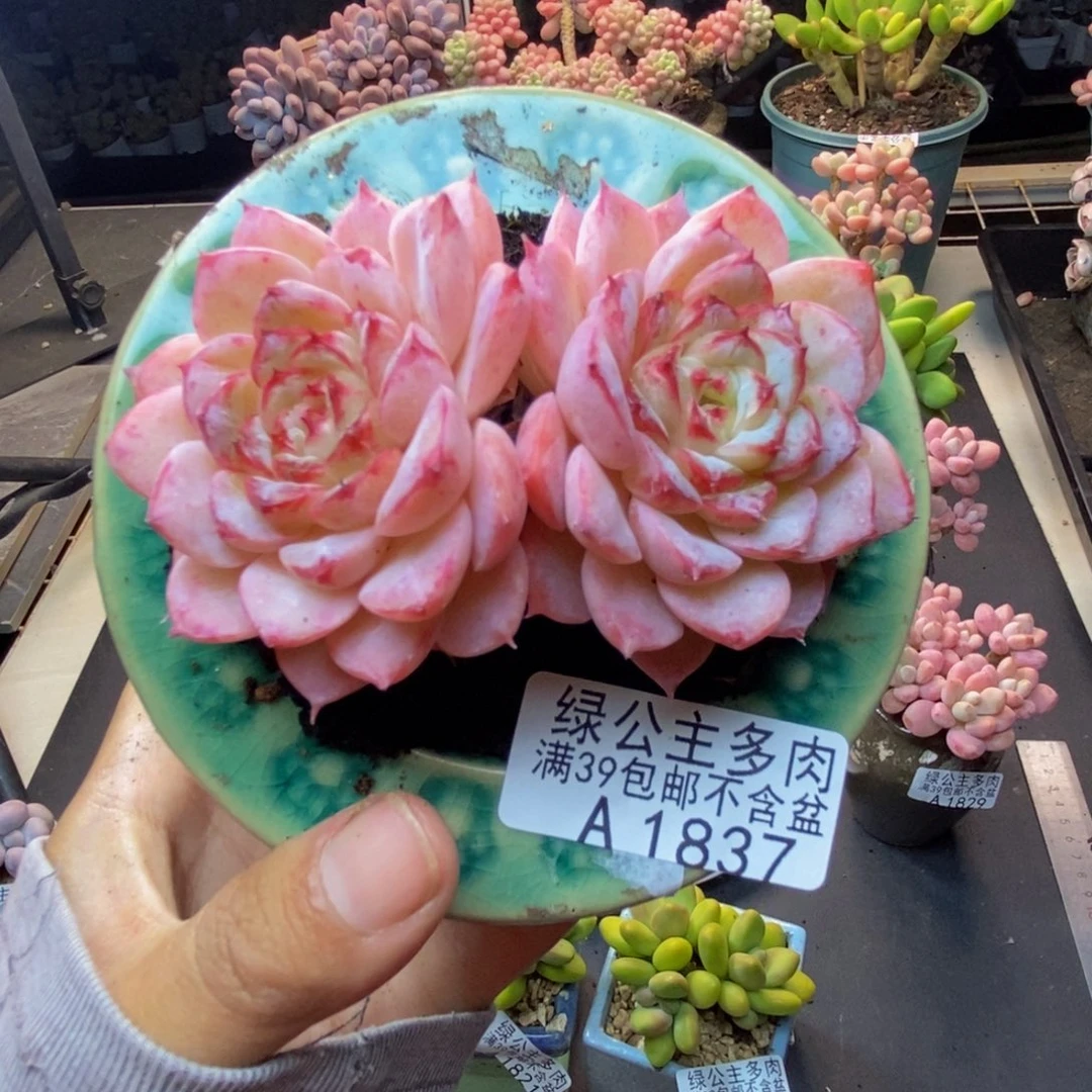 837天鹅绒多肉不包整