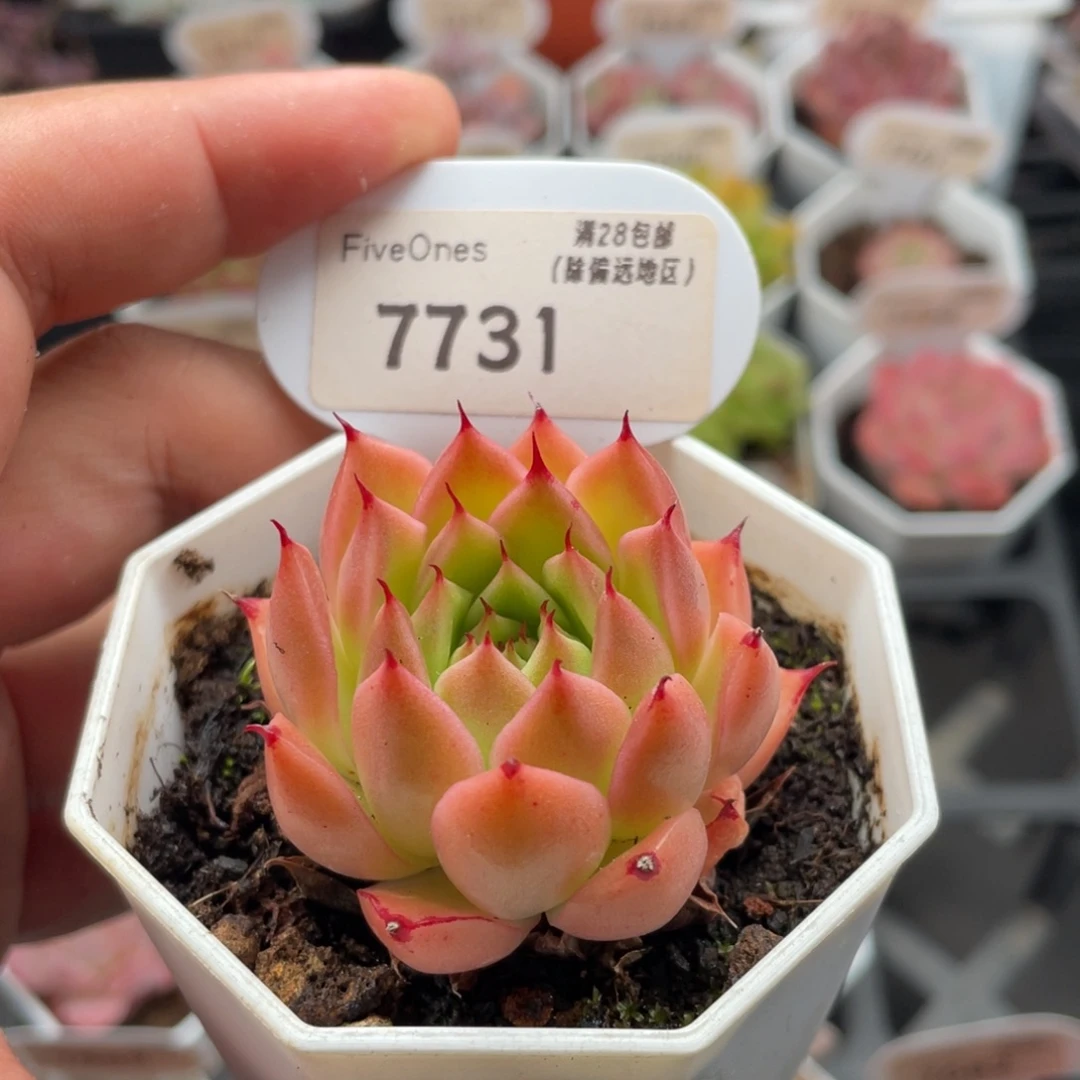 青椒7731-5.0厘米