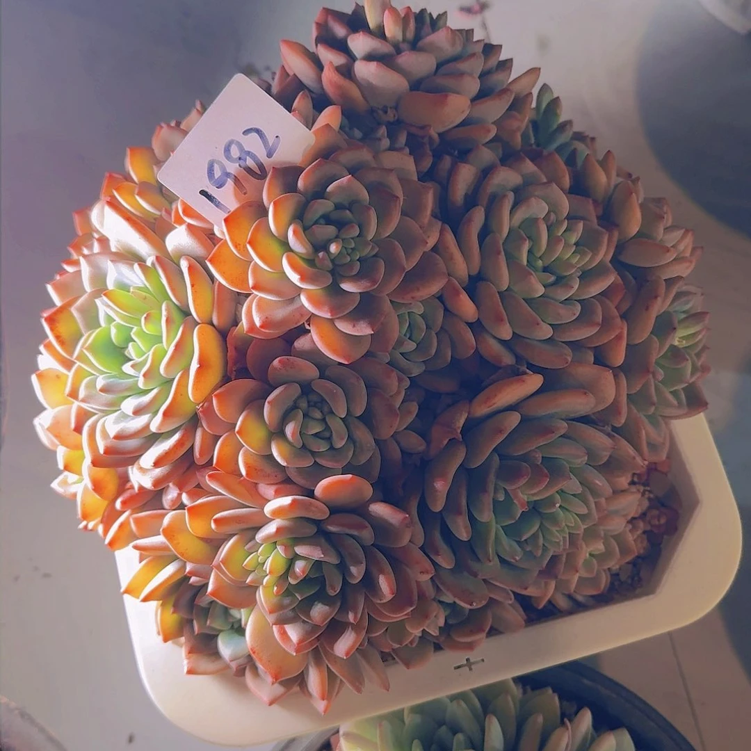 春**冬1982美林哒多肉