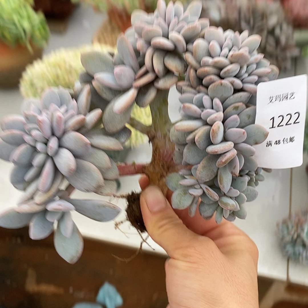 粉兔缀化多肉多肉222