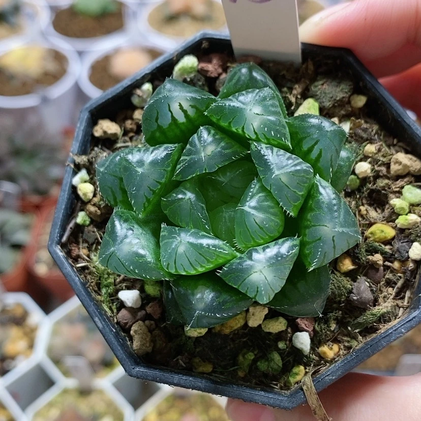 【闪购商品】13实生玉露