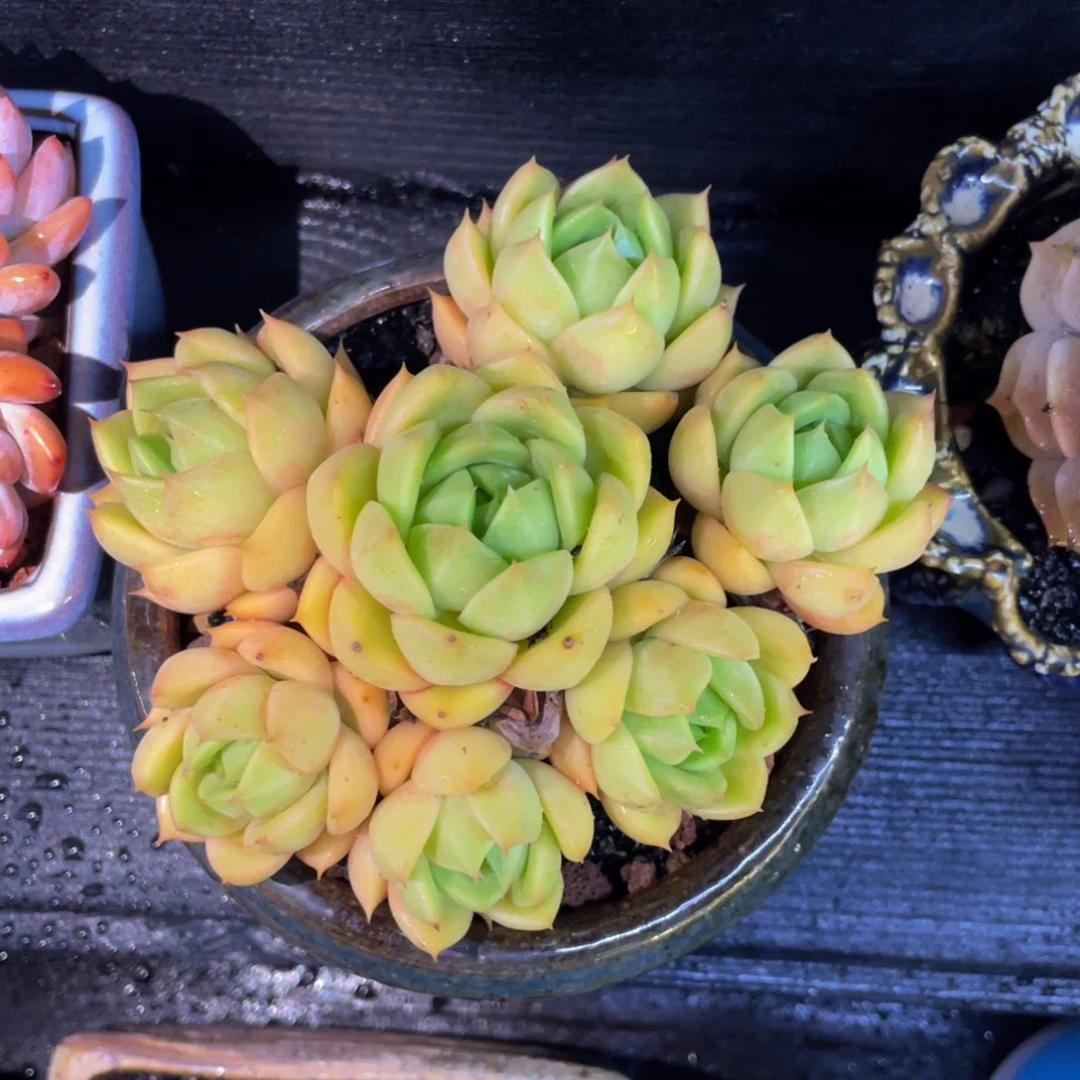 多肉植物盆栽多肉