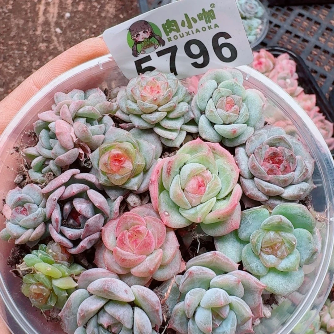 多肉植物多肉植物