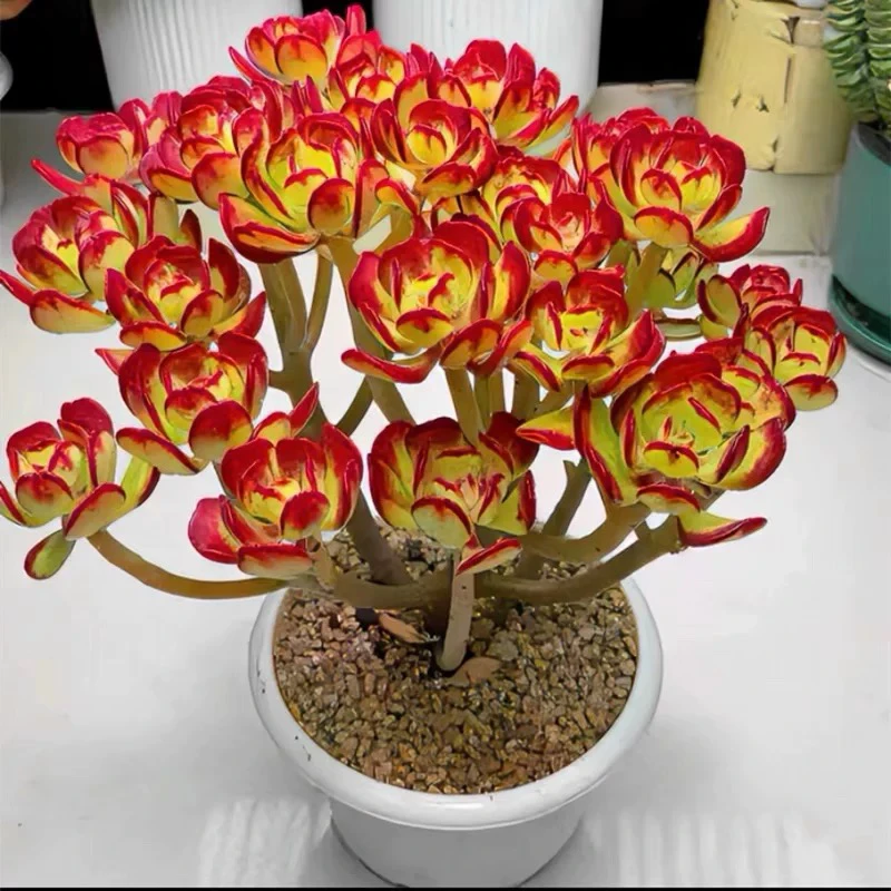 宝珠180#KY 白月光多肉  精品多肉新手好养好看植物一单包邮