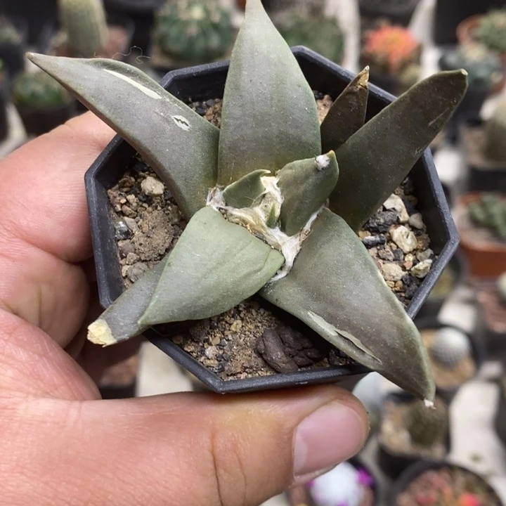 大号岩牡丹特价福利2